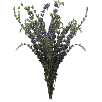 Fresh Lavender