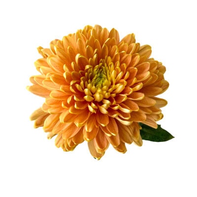 Chrysanthemums (10 St Bunch)<span> - </span>Peach