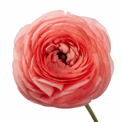 Ranunculus Elegance Bunch (40 cm)<span> - </span>Pink Salmon