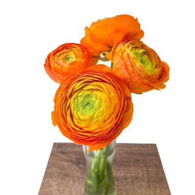 Ranunculus Elegance Bunch (40 cm)<span> - </span>Orange