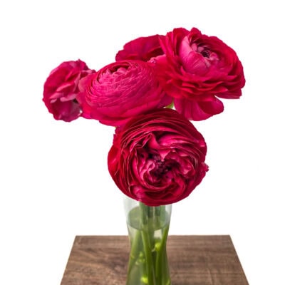 Ranunculus Elegance Bunch (40 cm)<span> - </span>Hot Pink