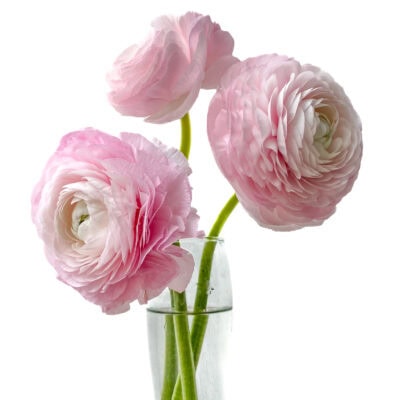 Ranunculus Elegance Bunch (40 cm)<span> - </span>Light Pink