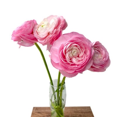 Ranunculus Elegance Bunch (40 cm)<span> - </span>Pink