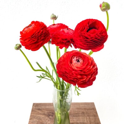 Ranunculus Elegance Bunch (40 cm)<span> - </span>Red