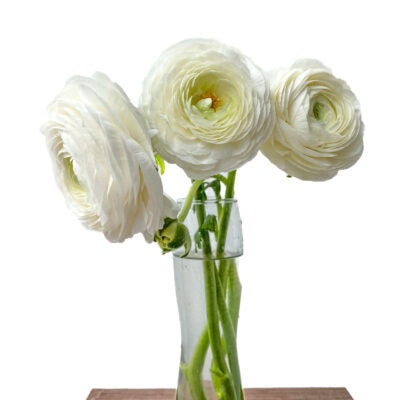 Ranunculus Elegance Bunch (40 cm)<span> - </span>White