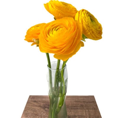 Ranunculus Elegance Bunch (40 cm)<span> - </span>Yellow