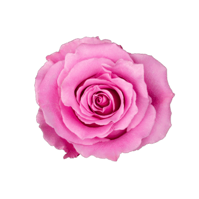 Breathless (25 St Bunch)<span> - </span>40cm