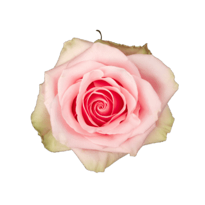 Absolute Pink