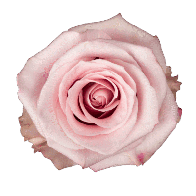 Fair Lady