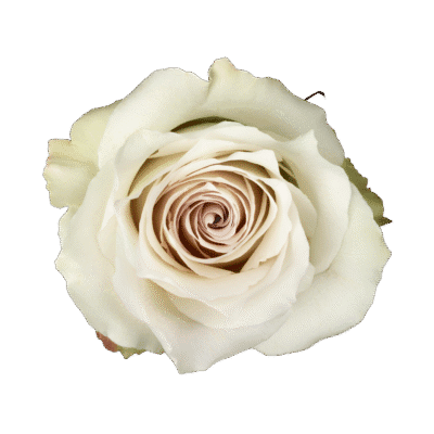 Early Grey (25 St Bunch)<span> - </span>40cm