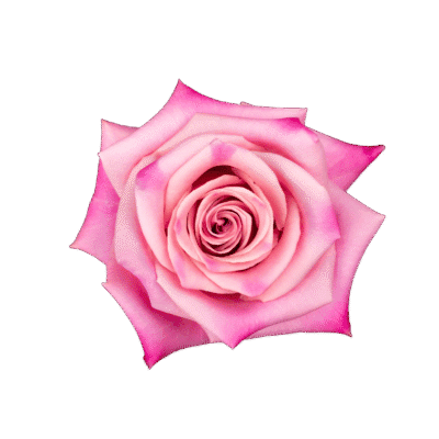 Babaloo (25 St Bunch)<span> - </span>40cm