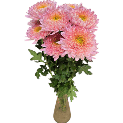 Chrysanthemums (10 St Bunch)<span> - </span>Pink