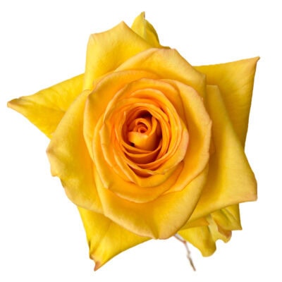 Deja Vu (25 St Bunch)<span> - </span>50cm