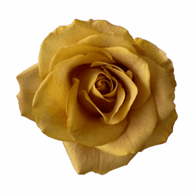 Heart of Gold