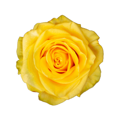 Golden Globe (25 St Bunch)<span> - </span>40cm