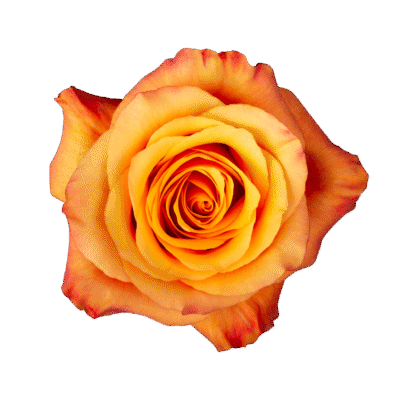 Lumia (25 St Bunch)<span> - </span>40cm