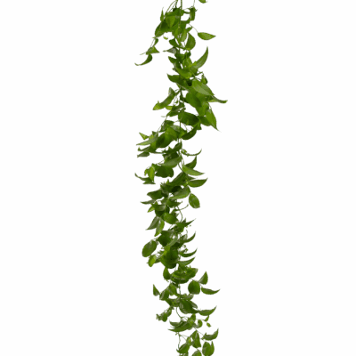 Smilax