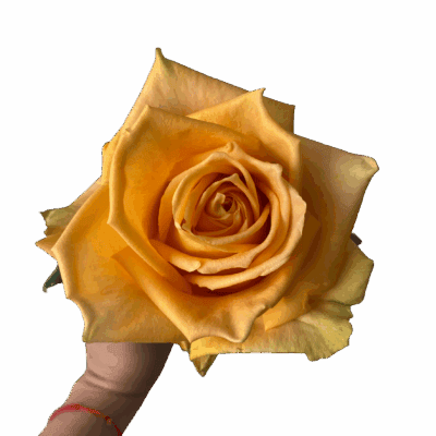 Shukrani