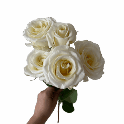 Spray Rose New Moon