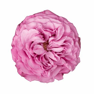 Queen´s Crown