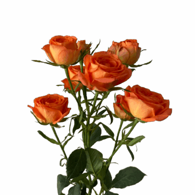 Spray Brilliant Star Taurus Orange