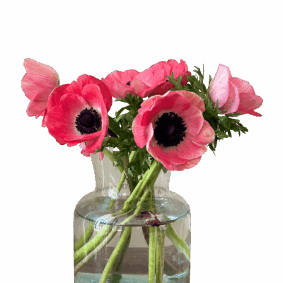 Anemone Mistral (10 St Bunch 35-40cm)<span> - </span>Pink