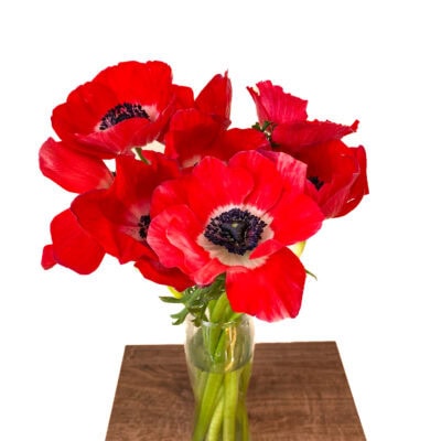 Anemone Mistral (10 St Bunch 35-40cm)<span> - </span>Red