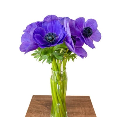 Anemone Mistral (10 St Bunch 35-40cm)<span> - </span>Purple/Blue