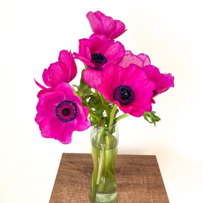 Anemone Mistral (10 St Bunch 35-40cm)<span> - </span>Hot Pink