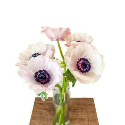 Anemone Mistral (10 St Bunch 35-40cm)<span> - </span>White
