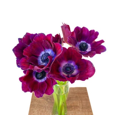 Anemone Mistral (10 St Bunch 35-40cm)<span> - </span>Burgundy