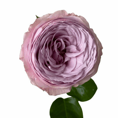 Peony Kiss