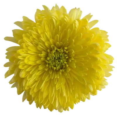 Chrysanthemums (10 St Bunch)<span> - </span>Yellow