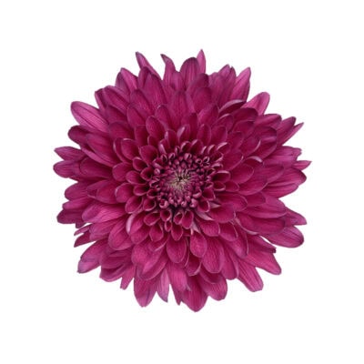Chrysanthemums (10 St Bunch)<span> - </span>Hot Pink