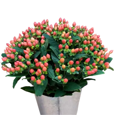 Hypericums Peach