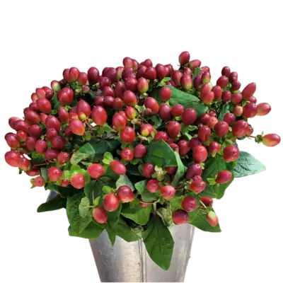 Hypericums (10 St Bunch)