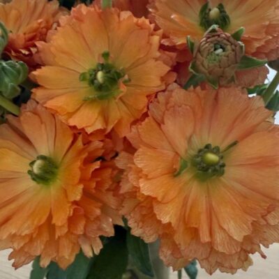 Ranunculus Natura Moderna (10 St Bunch)<span> - </span>Light Orange