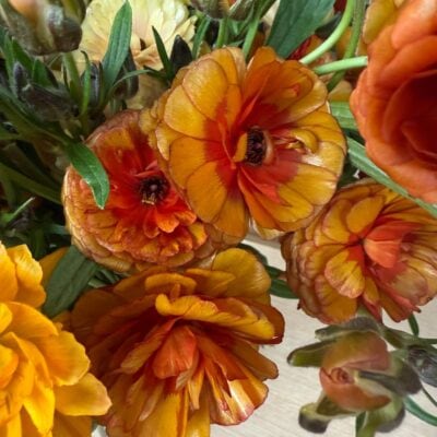 Ranunculus Natura Moderna (10 St Bunch)<span> - </span>Orange