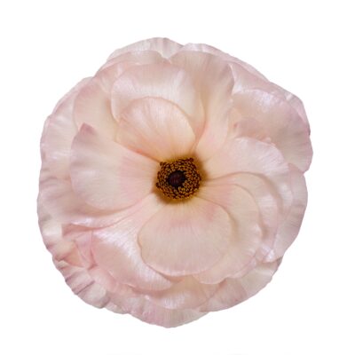 Ranunculus Butterfly (10 St Bunch)