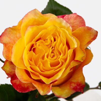 Honeybee (25 St Bunch-SM)
