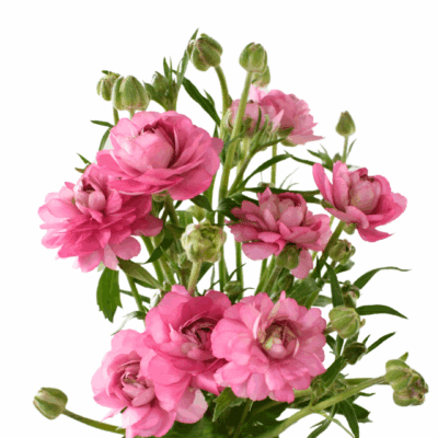 Ranunculus Natura Moderna (10 St Bunch)<span> - </span>Hot Pink