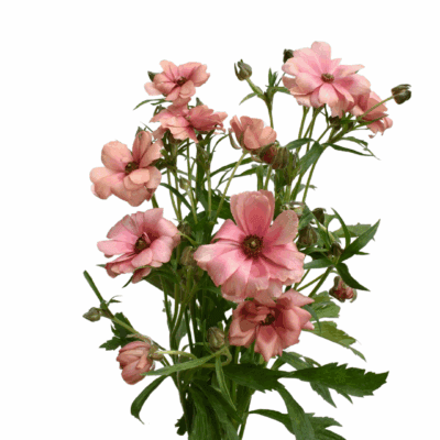 Ranunculus Natura Moderna (10 St Bunch)