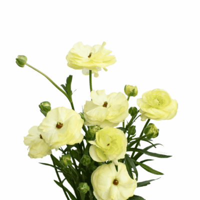 Ranunculus Natura Moderna (10 St Bunch)<span> - </span>Cream