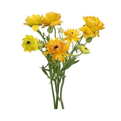 Ranunculus Natura Moderna (10 St Bunch)<span> - </span>Yellow