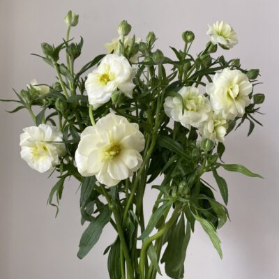 Ranunculus Butterfly (10 St Bunch)<span> - </span>Cream