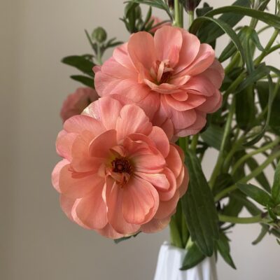Ranunculus Butterfly (10 St Bunch)<span> - </span>Pink