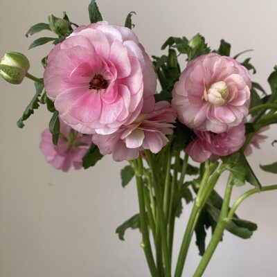 Ranunculus Butterfly (10 St Bunch)<span> - </span>Lavender