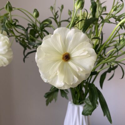Ranunculus Butterfly (10 St Bunch)<span> - </span>White