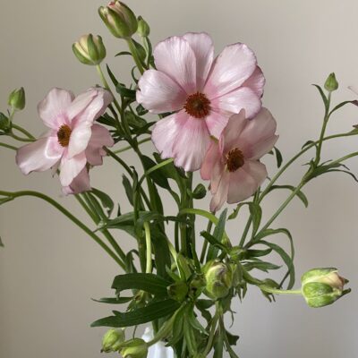 Ranunculus Butterfly (10 St Bunch)<span> - </span>Mauve