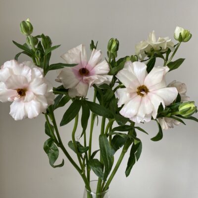 Ranunculus Butterfly (10 St Bunch)<span> - </span>Blush